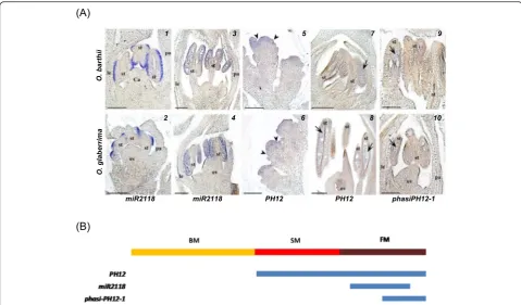 Fig. 4 In planta expression analysis of small RNAs and related-regulators during panicle development