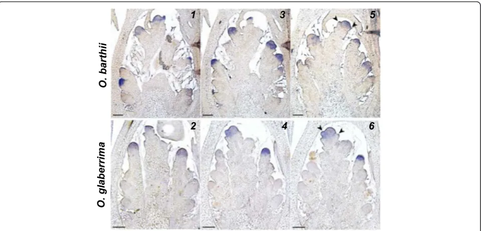 Fig. 5 In situ expression analysis of LHS1 gene in young panicles from African rice. In situ hybridization of LHS1 transcripts in serial sections of spikeletmeristems (SMs) of O