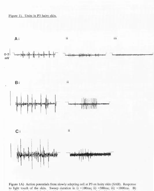 Figure 1). Units in P3 hairv skin.