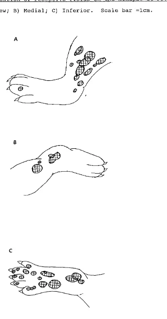 Figure 2) Location of receptive fields on the hindpaw at P3 