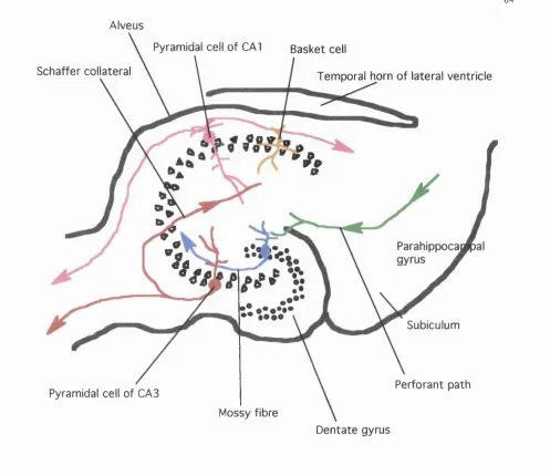 Figure 1.11. Schematic diagram of intrahippocampal connections.