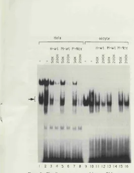 Figure 9. The divergent mouse and human TIA sequences 