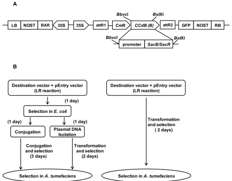 Figure 1 Schematic cloning of a gene into a binary expression vector and selection inclonase; Agrobacterium tumefaciens