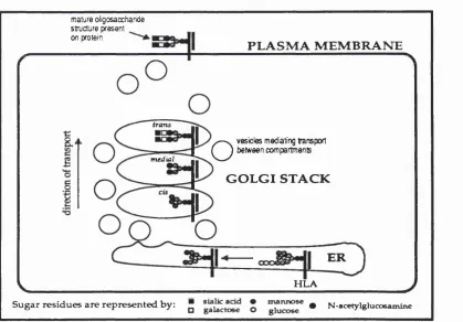 Figure 1.6 N-linked oligosaccharide processing of HLA during secretion.