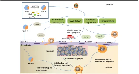 Fig. 1 The possible mechanisms of TRLs in the process of the onset and progression of atherosclerosis