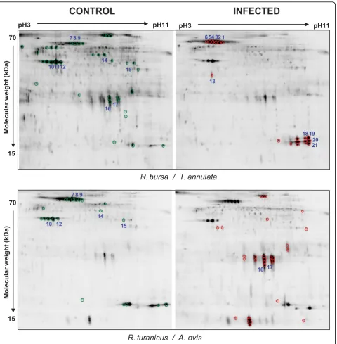 Figure 3 Specific Cy5-labeled protein images of infected and uninfectedthat were differentially expressed with an average ratio of ± 5-fold are circled