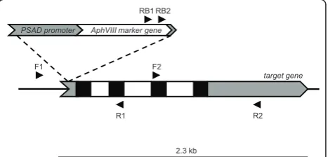 Table 1 Main features of transformant libraries used for identification of strains harboring specific gene disruptions