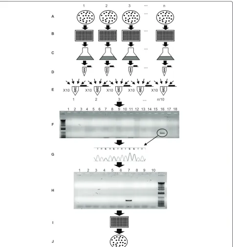 Figure 2 Work-flow diagram used for the reverse genetics approachwell of an individual 96 well microtiter plate are pooled and cultured in fresh medium (pool).poolsindividual transformantsCells from the well containing the positive transformant are streake