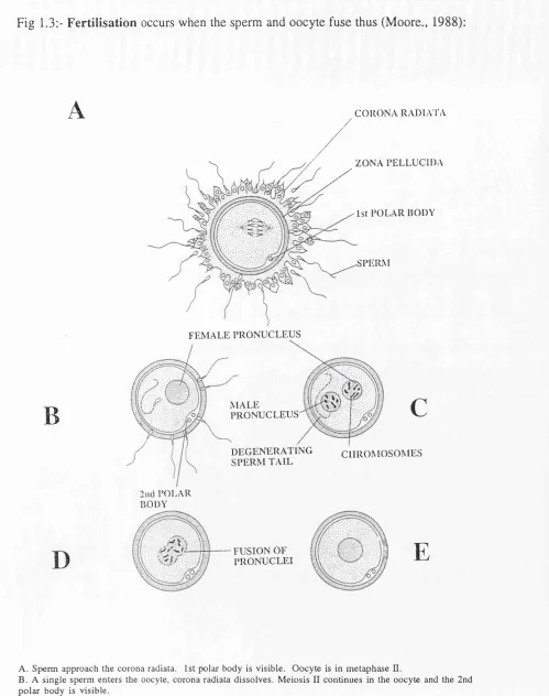 Fig 1.3:- Fertilisation occurs when the sperm and oocyte fuse thus (Moore., 1988):