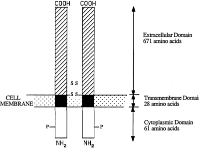 FIGURE 1: SCHEMATIC REPRESENTATION OF