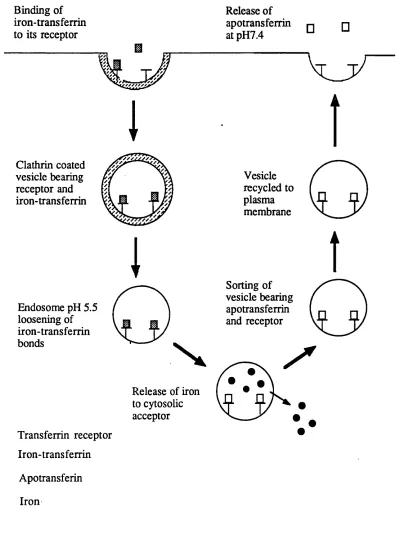 FIGURE 2: THE RECEPTOR MEDIATED TRANSFERRIN-TO-CELL CYCLE