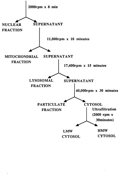 FIGURE 20: FRACTIONATION PROCEDURE