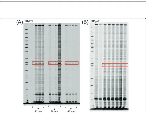 Figure 2 Genetic uniformity assay by SSR molecular markers. Electrophoretic pattern of the ORS1114 microsatellite run on 2.5% agarose gel.From left to right, the first lane is represented by the GeneRuler™ 50 bp DNA Ladder Plus (Fermentas); the lanes 2, 3 