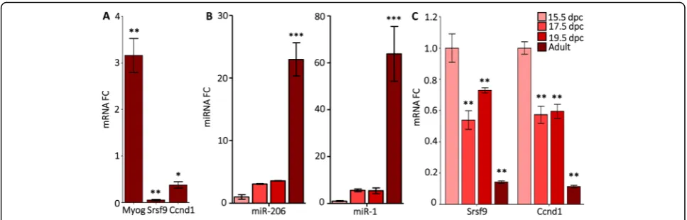 Fig. 2 Srsf9 mRNA levels are inversely proportional to miR-1/206 levels.adult was 4, 6, 6, and 4, respectively