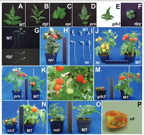Figure 1 Phenotype of hormone mutants introgressed into cv. Micro-Tom (MT)with increased stem elongation and navel fruits (L)