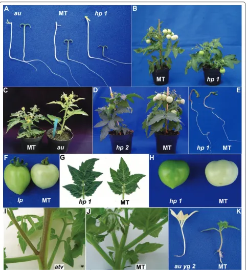 Figure 2 Phenotype of photomorphogenic mutants introgressed into cv. Micro-Tompigmentation inplants