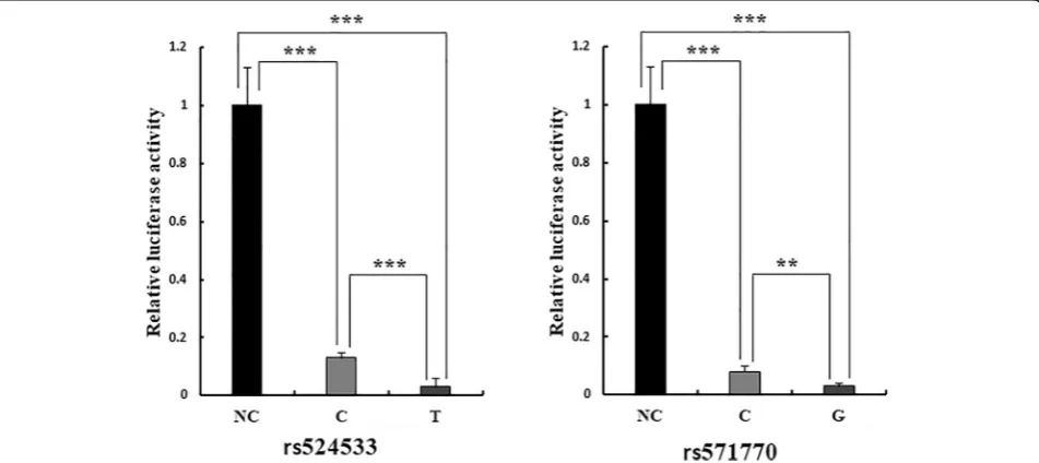 Fig. 5 Dual-luciferase reporter assay. The pGL3-promoter vector was set as negative control (NC)