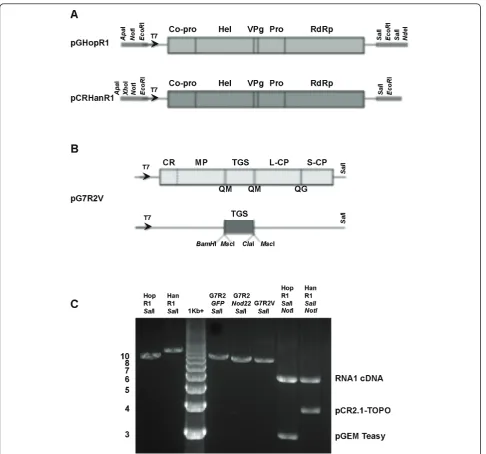 Figure 1 Schematic representation of full-length cDNA clones of BPMV RNA1 and BPMV RNA2 vector (pG7R2V)