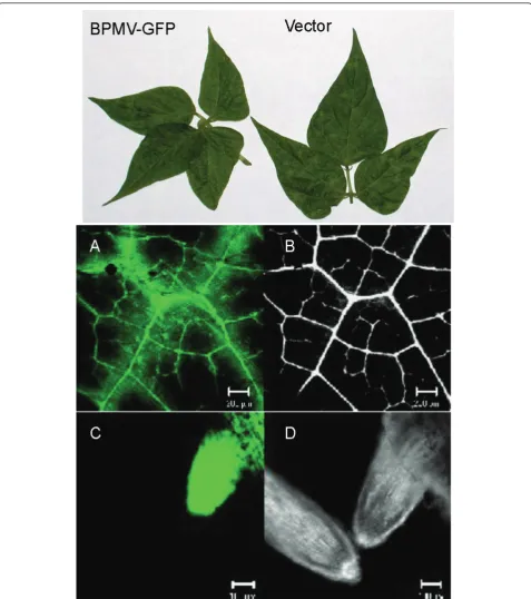 Figure 7 GFP expression from the BPMV vector in common bean plants. (Upper panel). Systemic leaves of common bean plants infectedwith either BPMV-GFP or empty vector showing characteristic chlorotic mottling