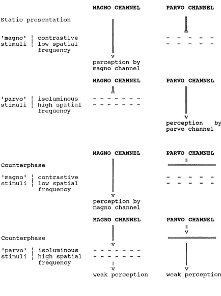 Figure 5.9. Illustration of the magno and parvo channel effects between the first and third experiments in terms of the various factors blocking and permitting visual perception.