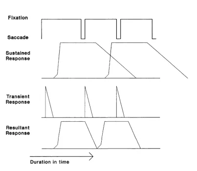 Figure 1.3. Hypothetical channel interaction during reading fixations. Sequence of fixations, top panel, 