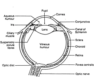 Fig. 1.0 Cross Sectional Diagram of The Eyeball. (Adapted 