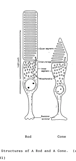 Fig. 1.5 