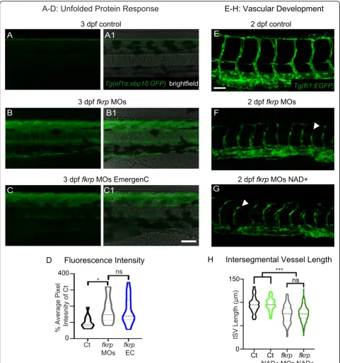 Fig. 2 NAD+ and EmergenC supplementation at gastrulation do not significantly improve the UPR or vascularization in fkrp morphants