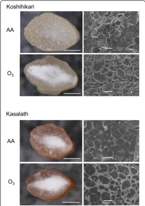 Fig. 2 Transverse sections of kernels grown under AA and Oin SEM images, 10shown on the left and scanning electron microscope (SEM) imagesare shown on the3 in“Koshihikari” and “Kasalath”