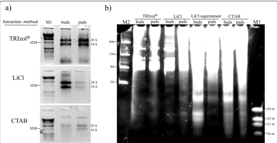 Table 1 Concentration* of total RNA and LMW RNA samples obtained using different extraction methods