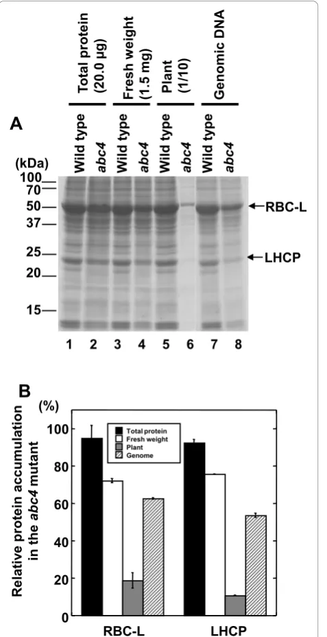 Figure 4 Quantification of RBC-L protein and genomic copy