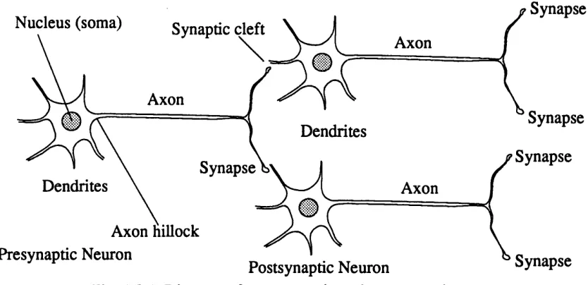 Fig. 1.2.1 Diagram of a presynaptic and postsynaptic neuron.