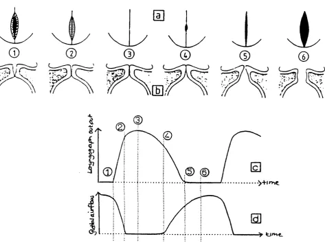 Figure 2.6 The relationship between vocal fold motion and the laryngograph waveform, 