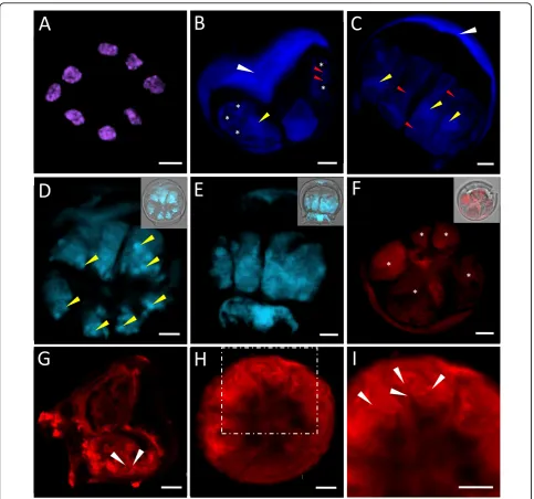 Figure 10 Cytological studies of isolated salt glands ofoverlapping image recorded simultaneously in the transmission and fluorescent modes
