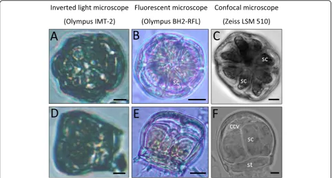 Figure 3 Microscopic studies of isolated salt glands of A. officinalis. Top view (A-C) and side view (D-F) of isolated salt glands
