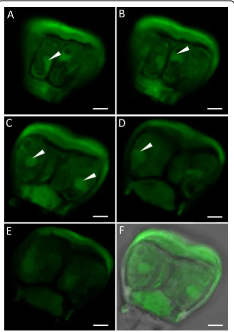 Figure 5 Optical sections of an isolated salt gland of A.officinalis. Sections (A-E) were taken in the fluorescent mode toshow the side views of a salt gland