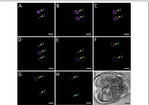 Figure 9 Optical sections of a side view salt gland showing the distribution of nucleinm, respectively