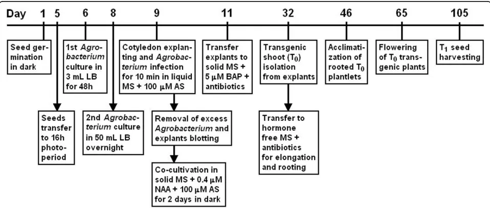 Figure 4 Schematic representation of the protocol for Agrobacterium-mediated transformation of MT