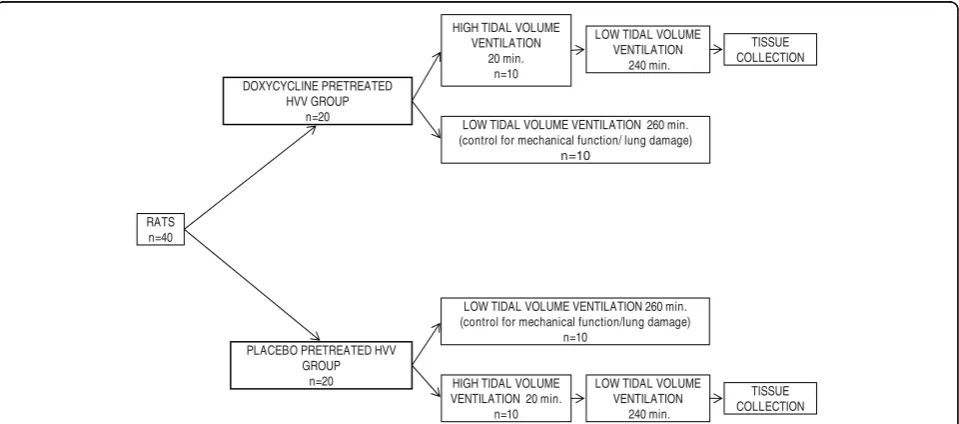 Figure 1 Experimental protocolgroup (n = 20) each of which was followed by instrumentation prior to either low or high tidal volume mechanical ventilation
