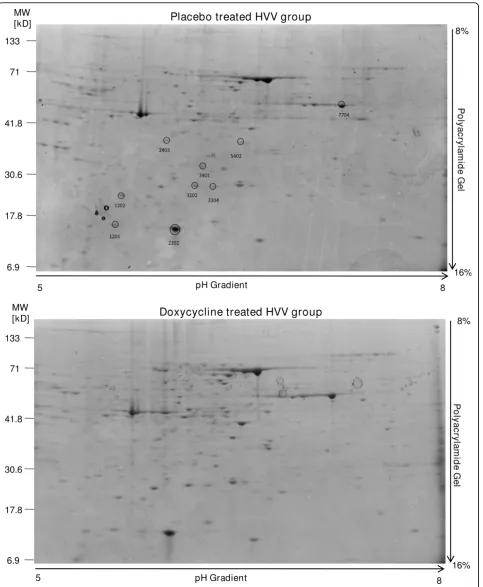 Figure 3 Representative 2-DE gels of proteins from the treated with doxycycline group and from placebo group