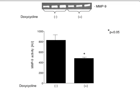 Figure 5 Quantitative analysis of the MMP-9 activity with (+) and without (-) pretreatment with doxycycline