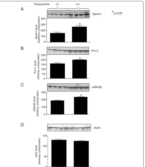 Figure 6 Immunoblot analysis of proteins identified from 2-DE and mass spectrometry analysis