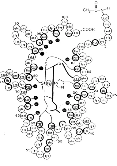 Figure 1.5 Side-chain exposure in cytochrome-c.