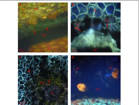 Figure 1 Nucleic acid fragmentation in immature Scots pine seed. Nucleic acid fragmentation in the embryo surrounding region (ESR), cellsof the megagametophyte tissue and the degenerated suspensor tissue in a developing Scots pine seed