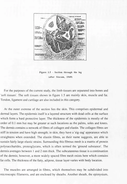 Figure 1.5 - Section through the leg 