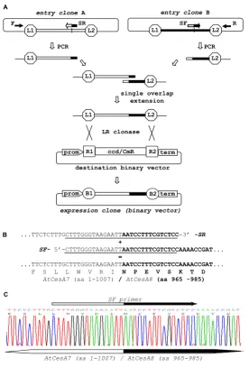 Figure 1PCR-fusion/Gateway procedure: 'gene fusion' protocolgeneration of binary expression vector (expression clone)