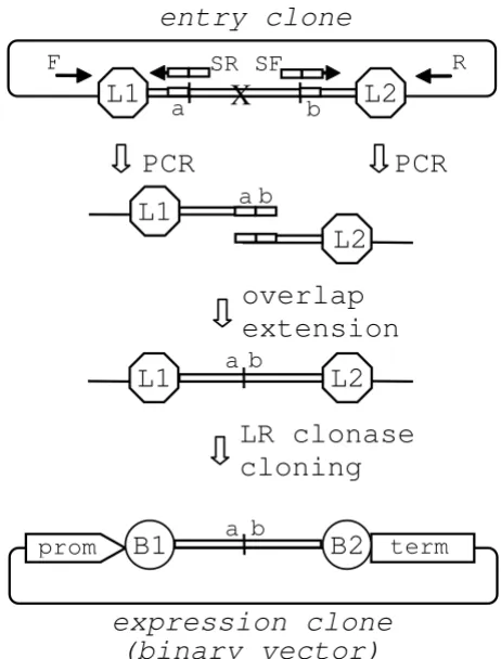 Figure 2DNA 'domain deletion' protocolDNA 'domain deletion' protocol. Schematic representa-tion of a 'domain deletion' using PCR amplification of the two terminal regions of the entry clone adjacent to the DNA domain to be deleted (designated by 'X')