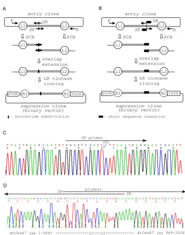 Figure 4'Site-directed mutagenesis' and 'short sequence insertion' protocolsinto p3KC binary destination vector