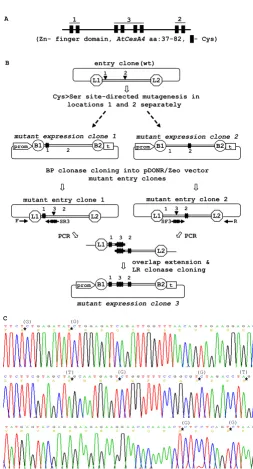 Figure 5Pyramiding of the modifications/constructs created by the PCR-fusion/Gateway procedurecDNA using the 'site-directed mutagenesis' protocol (Fig