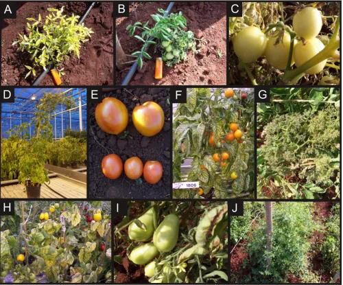 Figure 2Examples of tomato mutant traits in the M2 populationExamples of tomato mutant traits in the M2 population